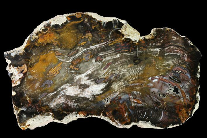 Colorful, Hubbard Basin Petrified Wood Slab - Nevada #141259